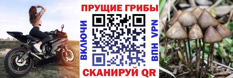Псилоцибиновые грибы прущие грибы  Смоленск 